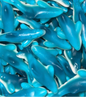 Dauphin XL - ( 100g )